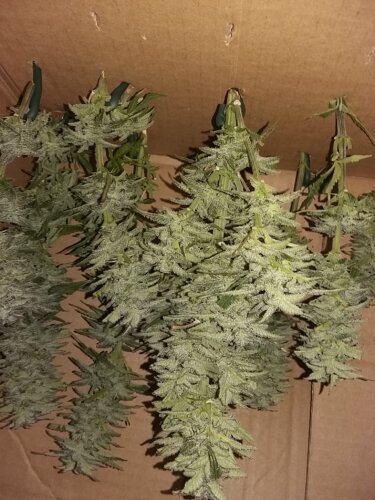 Blue Cheese Auto Seeds revue photo