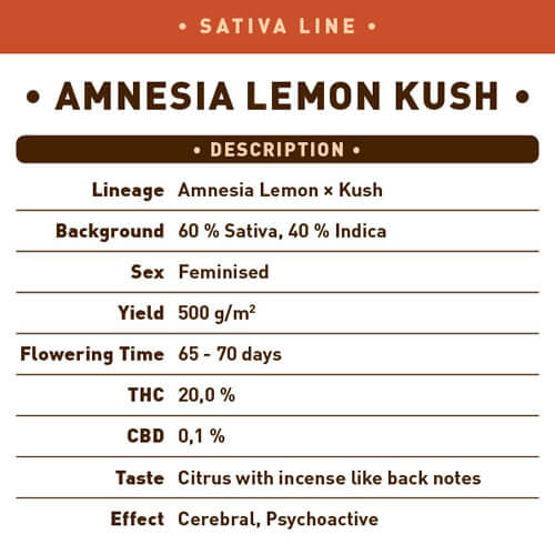 Amnesia Lemon Kush2