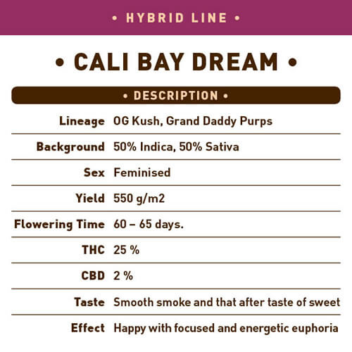 Cali Bay Dream1
