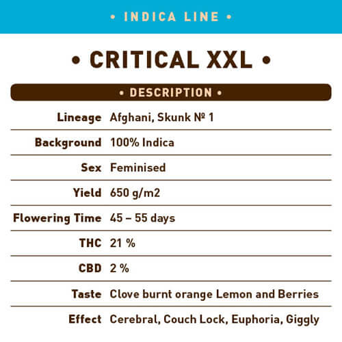 Critical XXL1