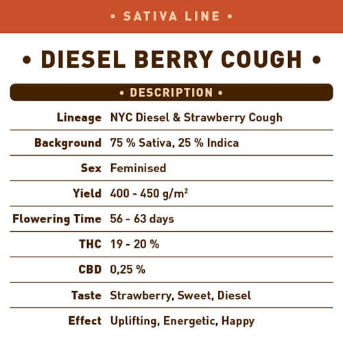Diesel Berry Cough1