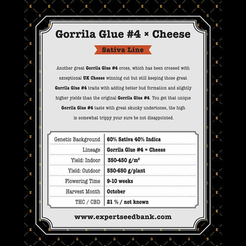GG 4 × Cheese2