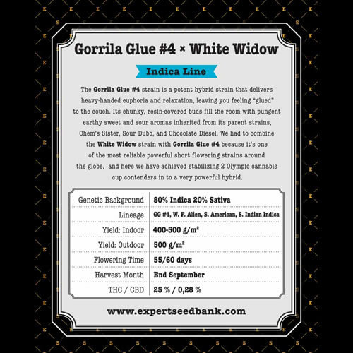 GG 4 × White Widow2