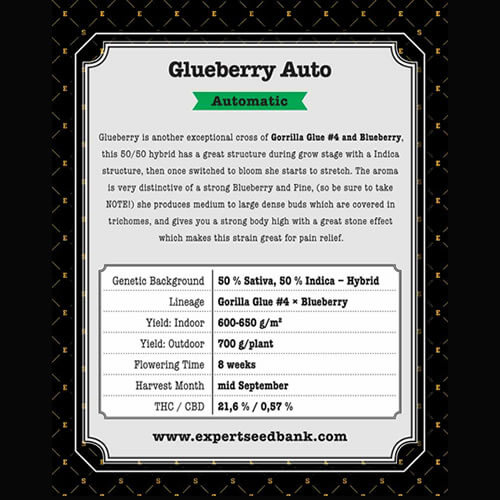 Glueberry Auto2