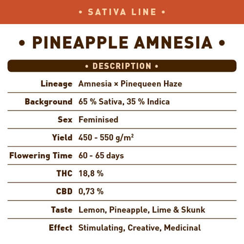 Pineapple Amnesia1
