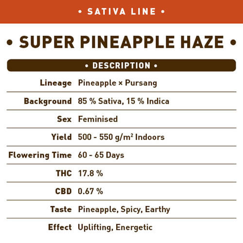 Super Pineapple Haze1