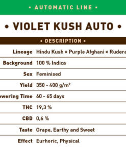 Violet Kush Auto1