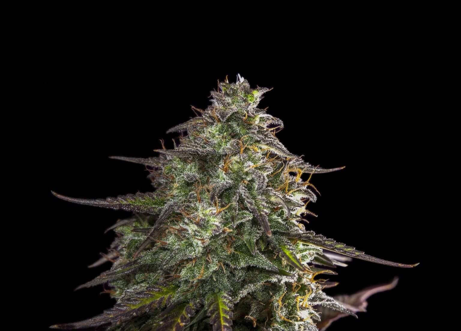 Blue Cheese Auto Seeds Free Shipping