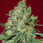 clinical white cbd