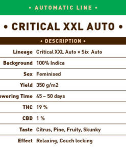 Critical XXL Auto1