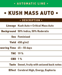 Kush Mass Auto1
