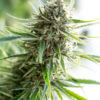 Critical-Mass-CBD-Dinafem-Cannabis-Seeds-Irish-Seed-Bank