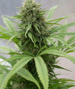 Dinafem-Critical_Mass_cbd_cannabis_seeds_irish_seed_bank