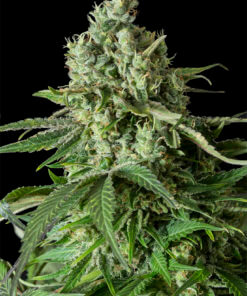 Moby-Dick-CBD-Cannabis-Seeds-Dinafem-Irish-Seed-Bank