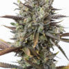 Purple-Orange-CBD-CBD-Cannabis-Seeds-Dinafem-Irish-Seed-Bank