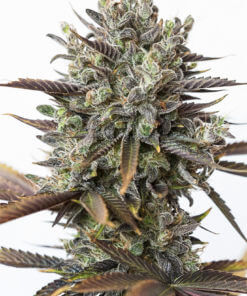 Purple-Orange-CBD-CBD-Cannabis-Seeds-Dinafem-Irish-Seed-Bank