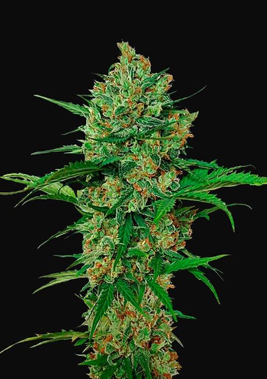 High THC Cannabis Seeds