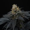 pink gasoline female cannabis seeds perfect tree