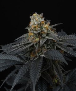 pink gasoline female cannabis seeds perfect tree