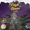 purple banana cream female cannabis seeds thseeds