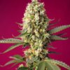 Skywalker OG Runtz XL Auto® Seeds