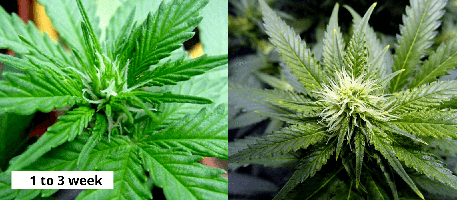 1 3 week cannabis buds 1