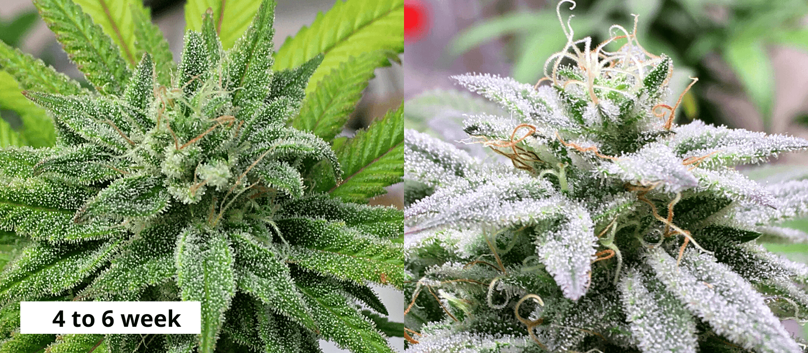 4 to 6 weeks flowering cannabis buds