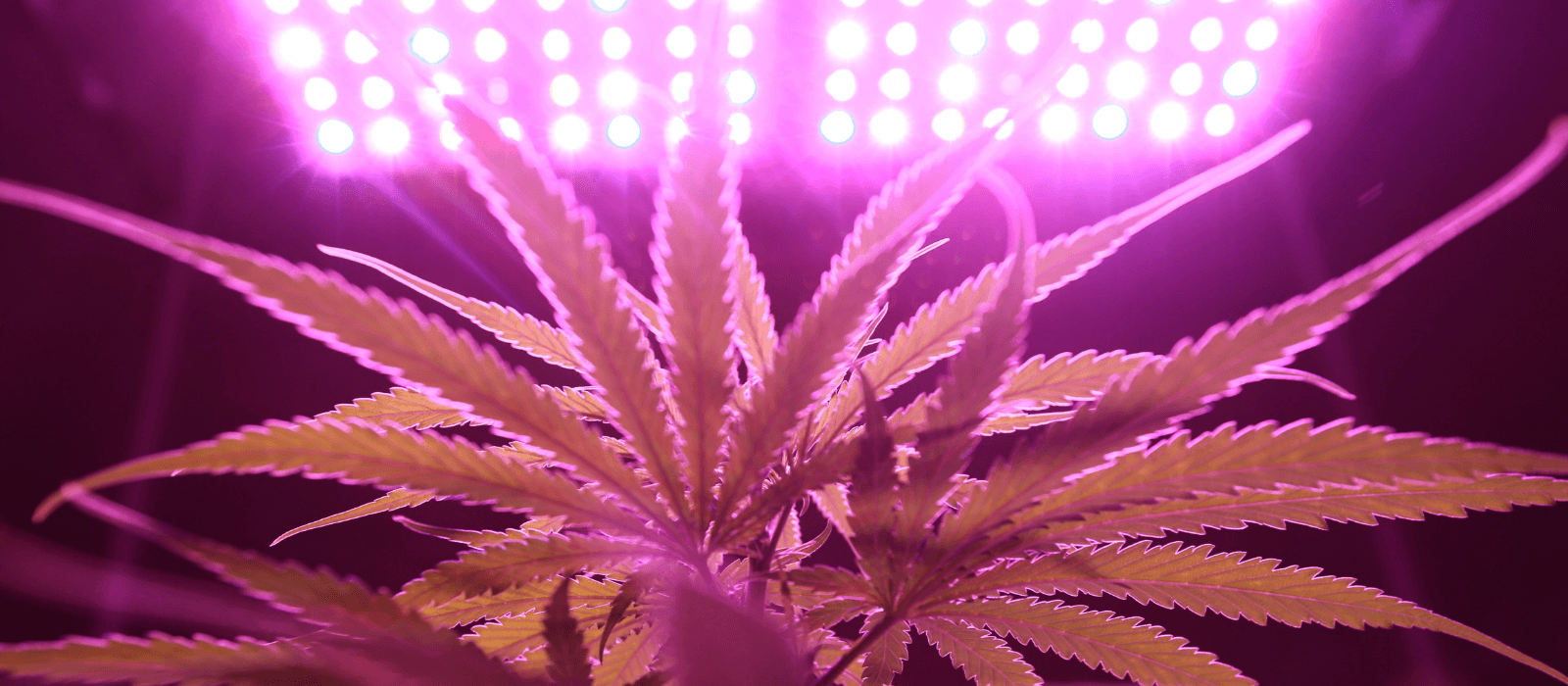 LED lights when growing their cannabis