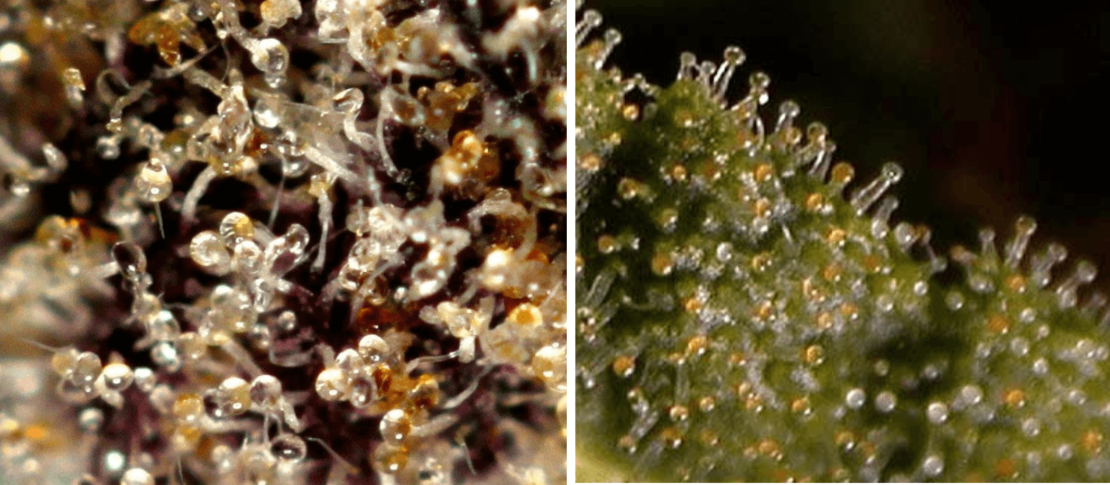 Trichomes at an overripe stage