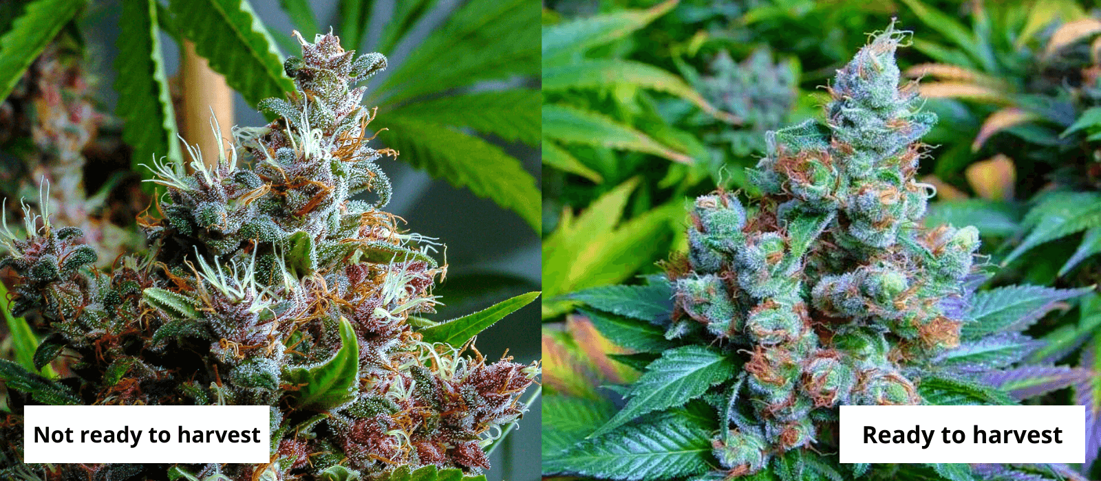 cannabis buds ripening process