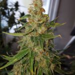 OGesus Auto Seeds photo review