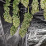 Blue Cheese Auto Seeds photo review