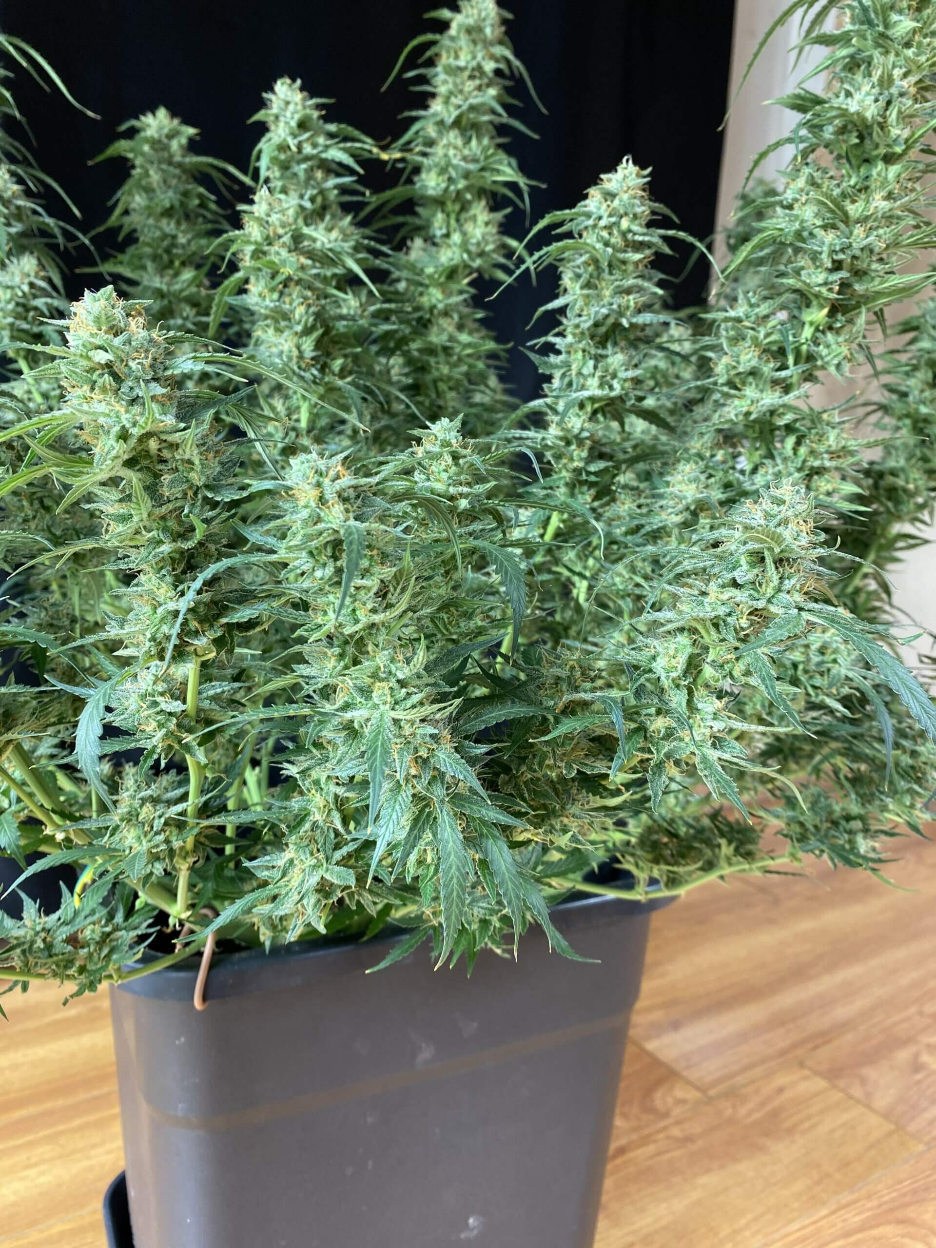 Lemon Haze Auto Seeds Free Shipping