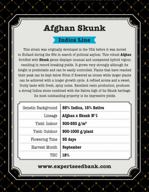 Afgan Skunk back 1