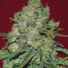 Clinical White CBD Seeds