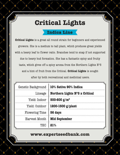 Critical Lights back 1