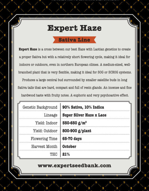 Expert Haze back 1