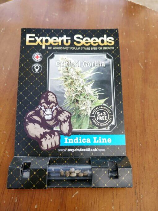 Gorilla Critical Expert Seeds Pack Size 1