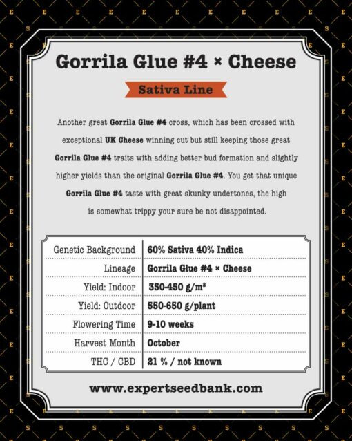 GorrillaGlue4 Сыр назад 1
