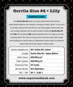 GorrillaGlue4 Lilly zurück 1
