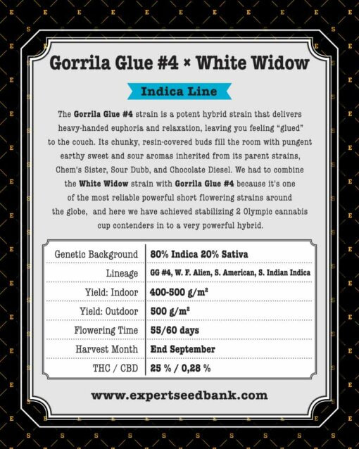 GorrillaGlue4 WhiteWidow atrás 1
