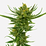 Lowryder Autoflower