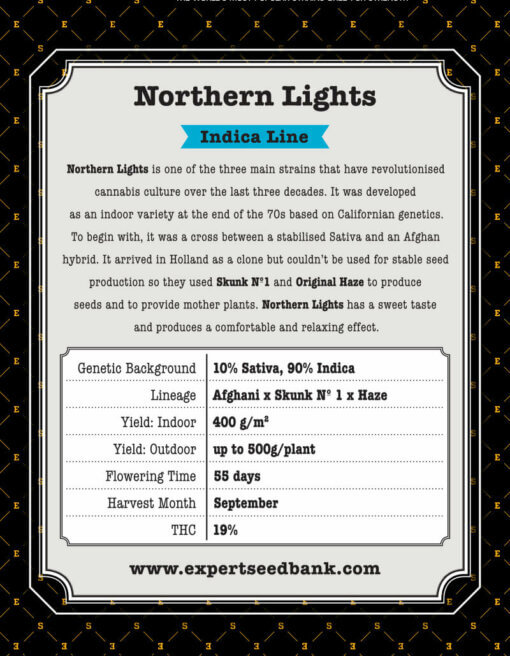 Northern Lights back 1