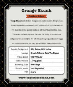 Orange Skunk back 1