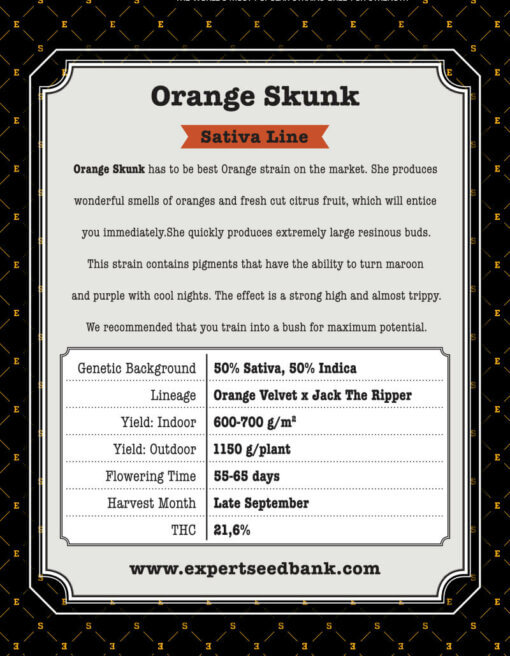 Orange Skunk z powrotem 1