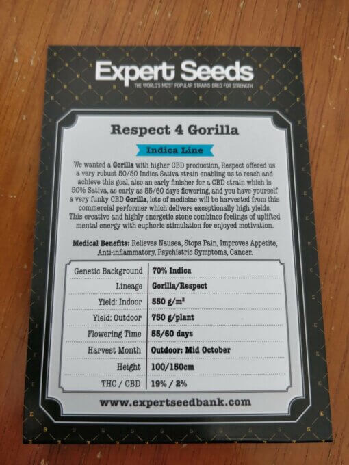Respeto 4 Gorilla Expert Seeds Banco de Semillas de Irlanda 2