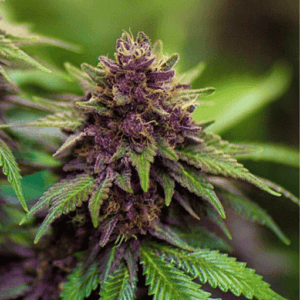 Sirius Black Seeds | Free Shipping | Irishseedbank.com