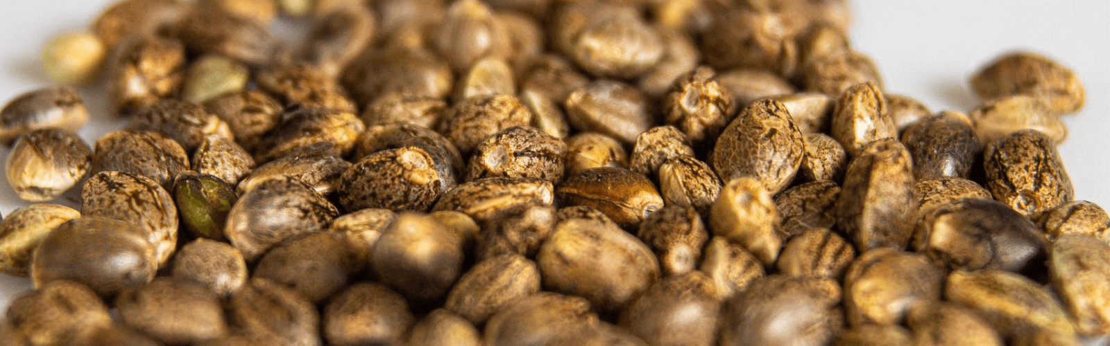 Buying Cannabis seeds in bulk