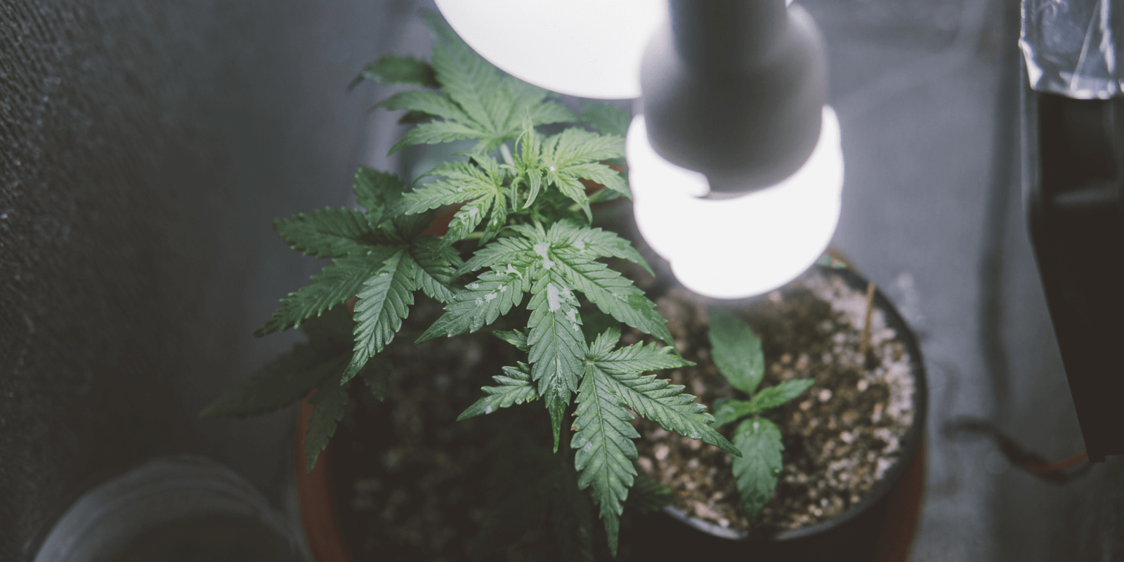 Buying bulk marijuana seeds for indoor growing
