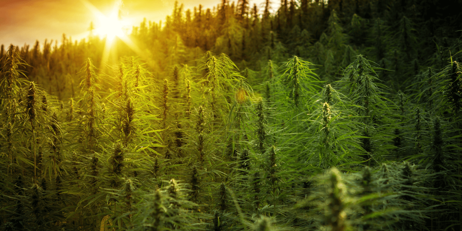 Buying bulk marijuana seeds for outdoor growing